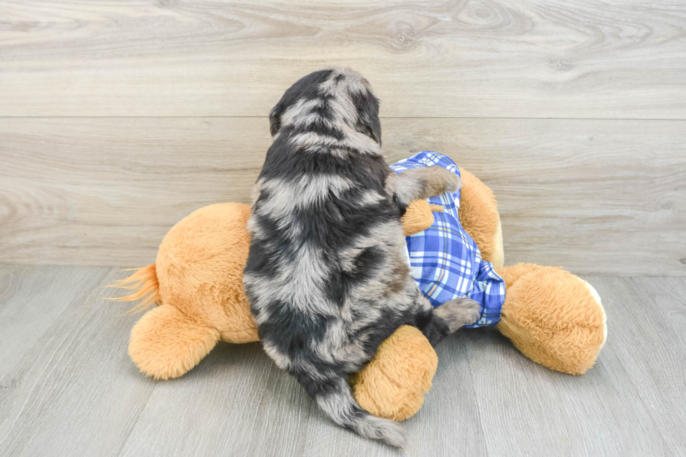 Mini Goldendoodle Puppy for Adoption