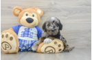 Best Mini Goldendoodle Baby