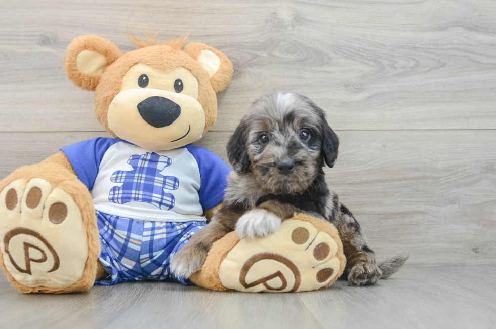 5 week old Mini Goldendoodle Puppy For Sale - Pilesgrove Pups
