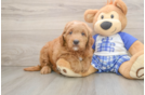 Best Mini Goldendoodle Baby