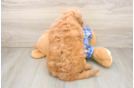 Friendly Mini Goldendoodle Baby