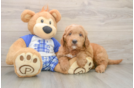 Fluffy Mini Goldendoodle Poodle Mix Pup