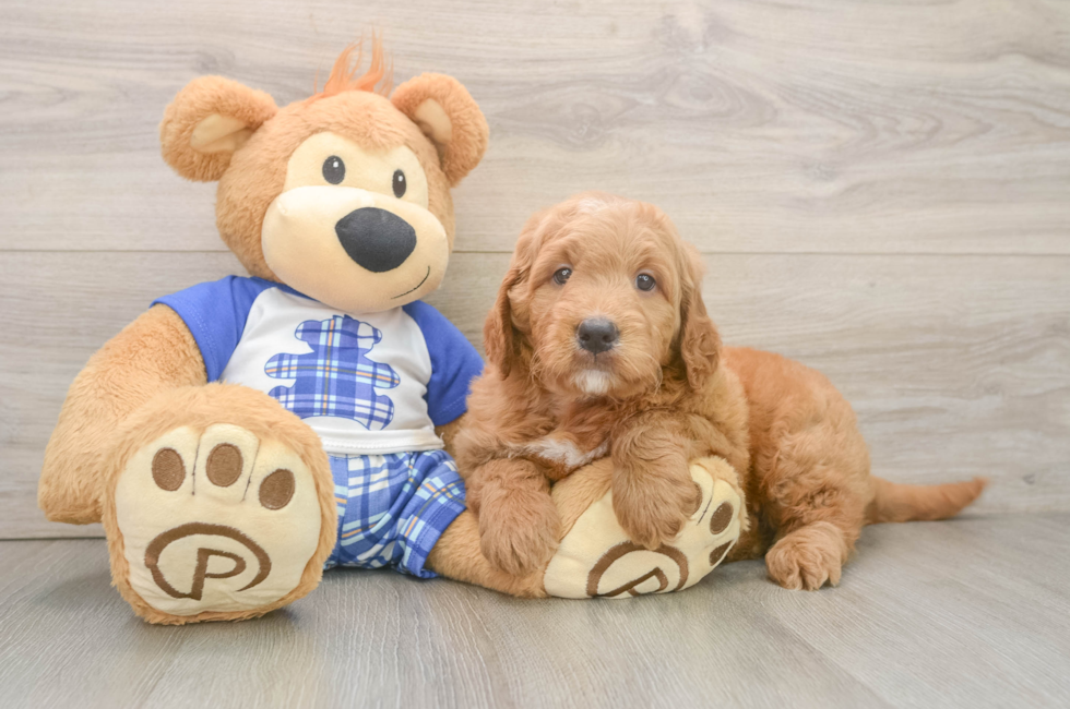 6 week old Mini Goldendoodle Puppy For Sale - Pilesgrove Pups