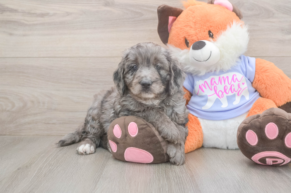 5 week old Mini Goldendoodle Puppy For Sale - Pilesgrove Pups