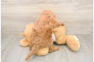 Best Mini Goldendoodle Baby
