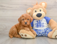 5 week old Mini Goldendoodle Puppy For Sale - Pilesgrove Pups