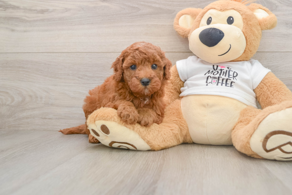Fluffy Mini Goldendoodle Poodle Mix Pup