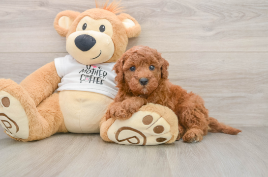 Best Mini Goldendoodle Baby