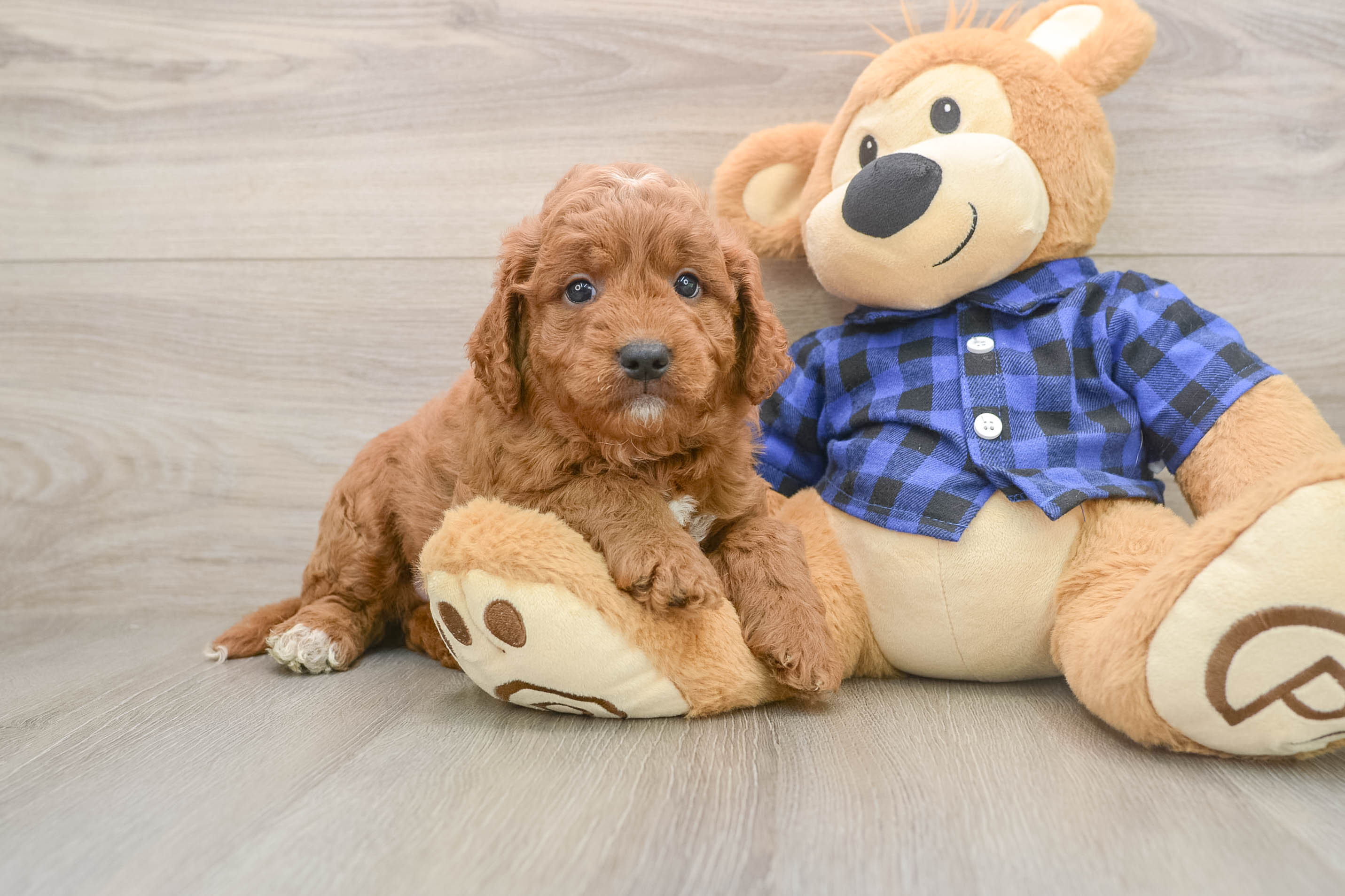 Happy Mini Goldendoodle Baby