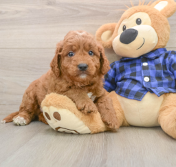 7 week old Mini Goldendoodle Puppy For Sale - Pilesgrove Pups