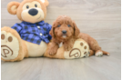 Best Mini Goldendoodle Baby
