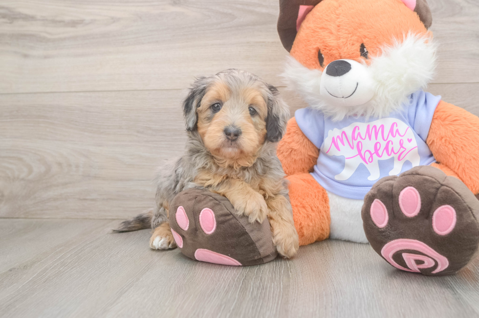 5 week old Mini Goldendoodle Puppy For Sale - Pilesgrove Pups