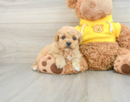 8 week old Mini Goldendoodle Puppy For Sale - Pilesgrove Pups