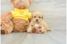 Mini Goldendoodle Puppy for Adoption