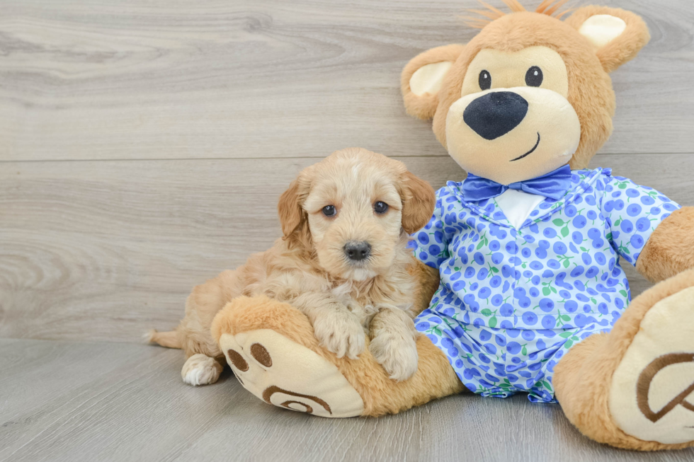 Energetic Golden Doodle Poodle Mix Puppy