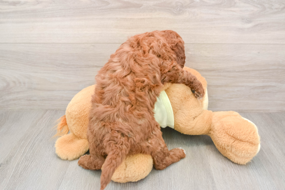 Mini Goldendoodle Puppy for Adoption