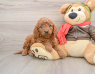 6 week old Mini Goldendoodle Puppy For Sale - Pilesgrove Pups
