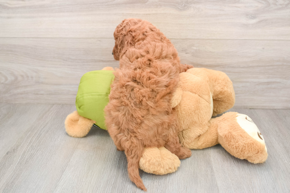 Mini Goldendoodle Pup Being Cute