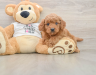 7 week old Mini Goldendoodle Puppy For Sale - Pilesgrove Pups