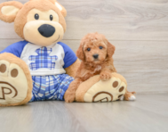 5 week old Mini Goldendoodle Puppy For Sale - Pilesgrove Pups
