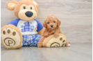 Playful Mini Groodle Poodle Mix Puppy