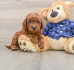 7 week old Mini Goldendoodle Puppy For Sale - Pilesgrove Pups