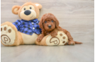 Mini Goldendoodle Pup Being Cute