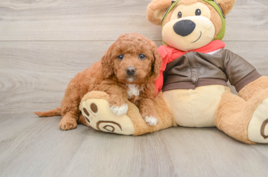 WASABI, a Mini Goldendoodle littermate