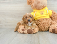 8 week old Mini Goldendoodle Puppy For Sale - Pilesgrove Pups