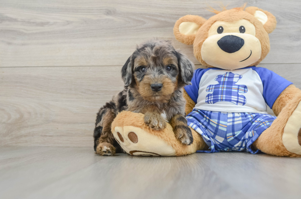 5 week old Mini Goldendoodle Puppy For Sale - Pilesgrove Pups