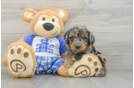Hypoallergenic Mini Goldiepoo Poodle Mix Puppy