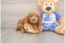 Happy Mini Goldendoodle Baby