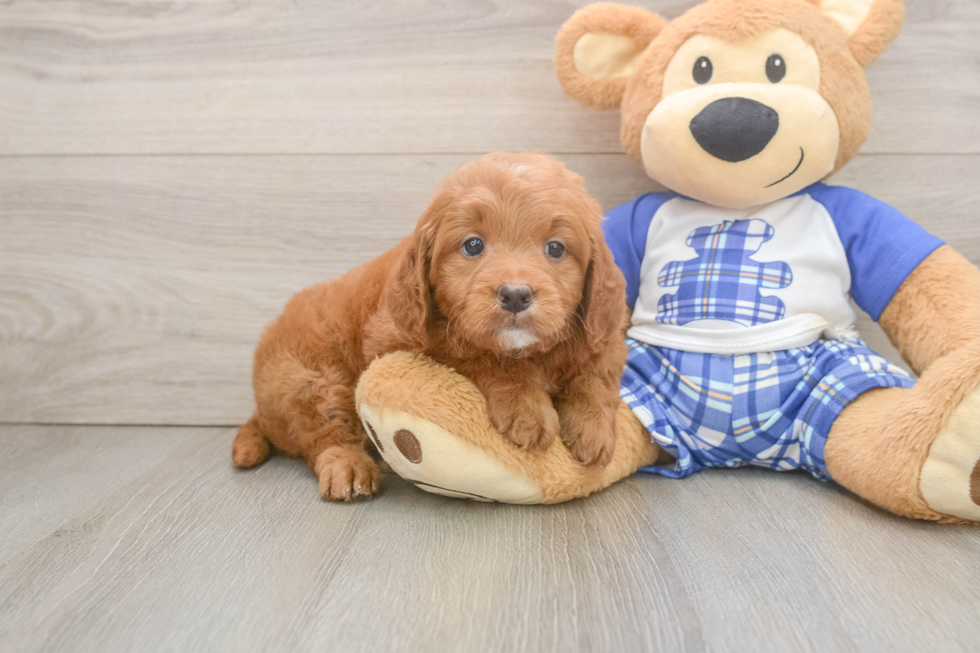 Happy Mini Goldendoodle Baby