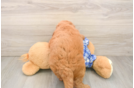 Mini Goldendoodle Puppy for Adoption
