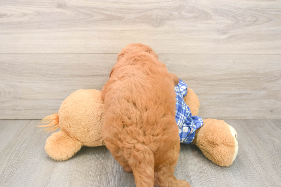 Mini Goldendoodle Puppy for Adoption