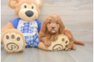 Mini Goldendoodle Puppy for Adoption