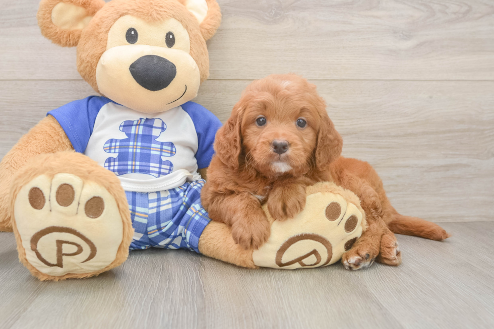 Mini Goldendoodle Puppy for Adoption