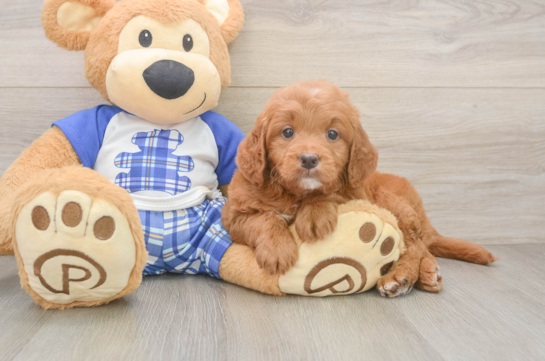 Mini Goldendoodle Puppy for Adoption