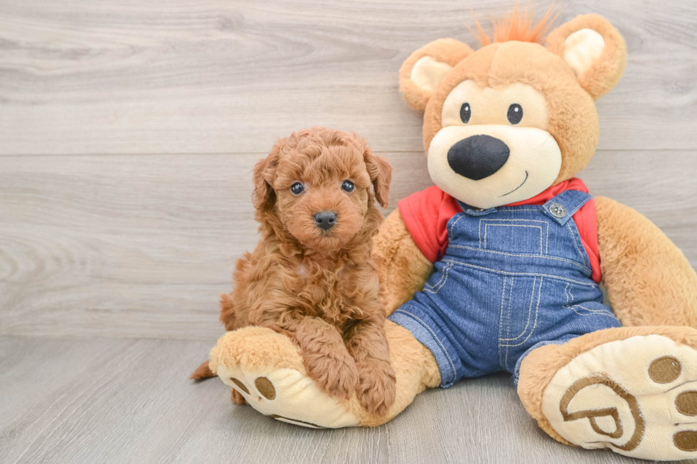 Mini Goldendoodle Pup Being Cute