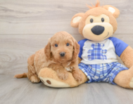 5 week old Mini Goldendoodle Puppy For Sale - Pilesgrove Pups