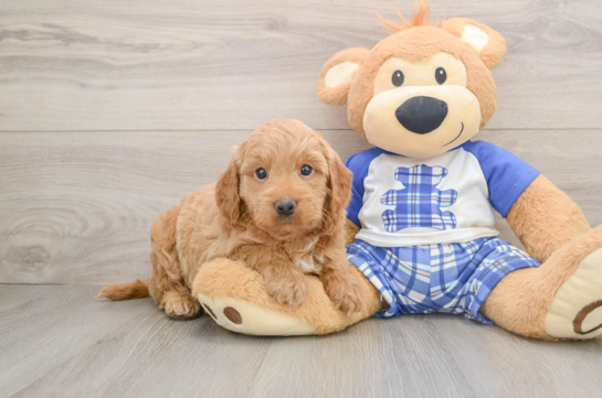 Popular Mini Goldendoodle Poodle Mix Pup