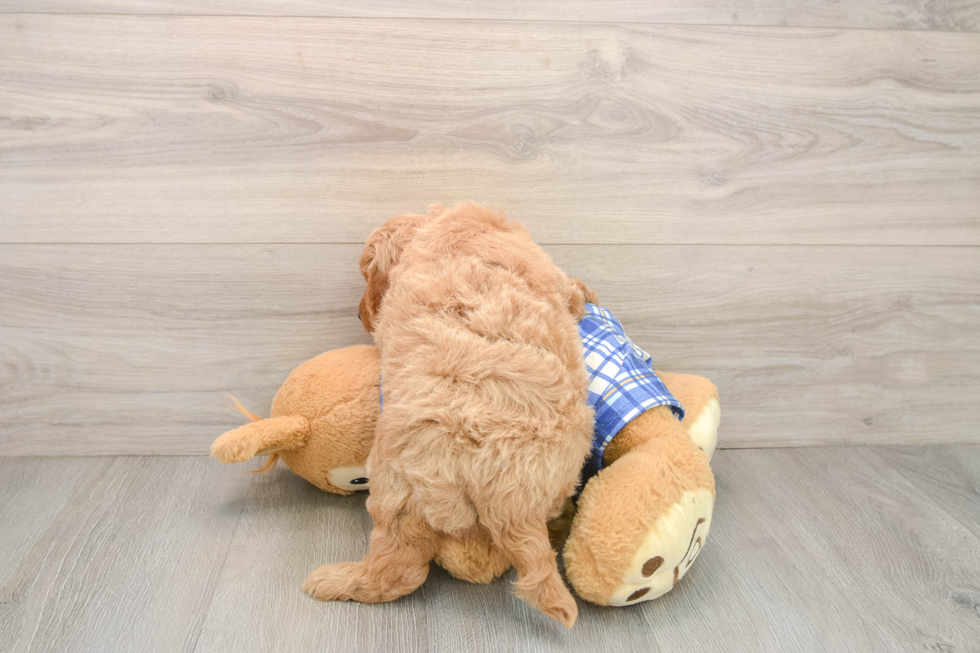 Small Mini Goldendoodle Baby
