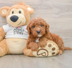 7 week old Mini Goldendoodle Puppy For Sale - Pilesgrove Pups