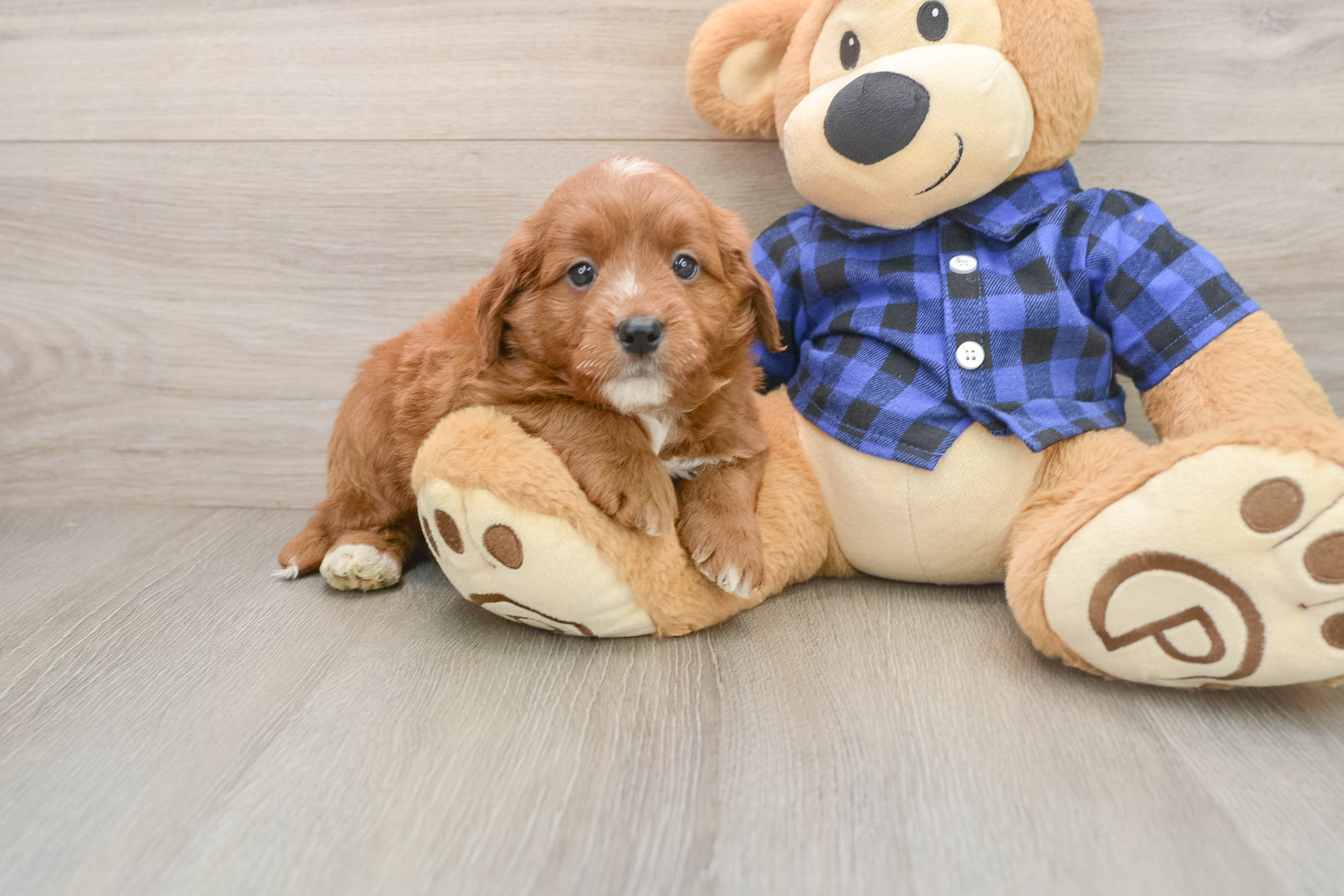 Best Mini Goldendoodle Baby