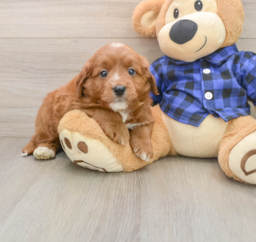 6 week old Mini Goldendoodle Puppy For Sale - Pilesgrove Pups