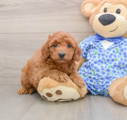 8 week old Mini Goldendoodle Puppy For Sale - Pilesgrove Pups