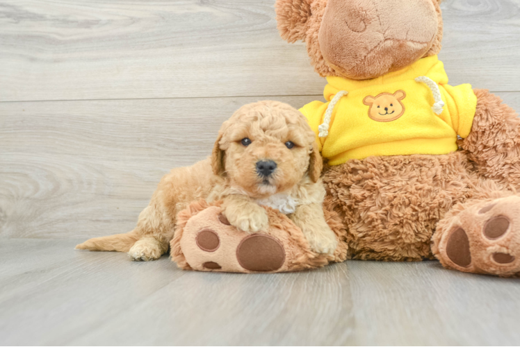 Friendly Mini Goldendoodle Baby