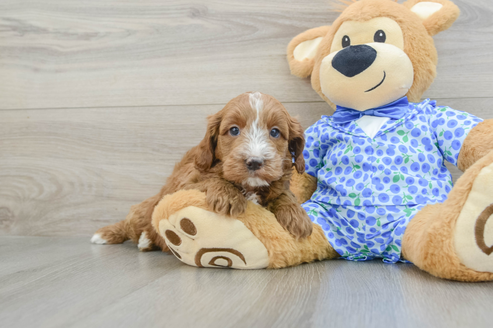 Popular Mini Goldendoodle Poodle Mix Pup