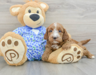 9 week old Mini Goldendoodle Puppy For Sale - Pilesgrove Pups