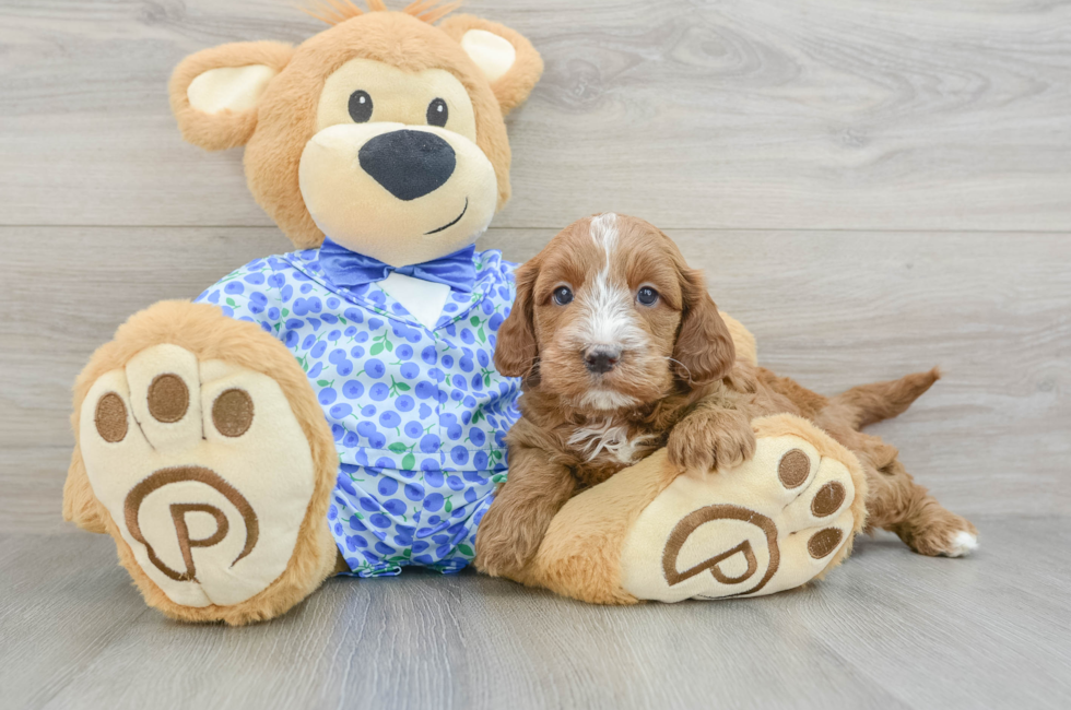 7 week old Mini Goldendoodle Puppy For Sale - Pilesgrove Pups